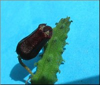 Echidnopsis squamulata 1